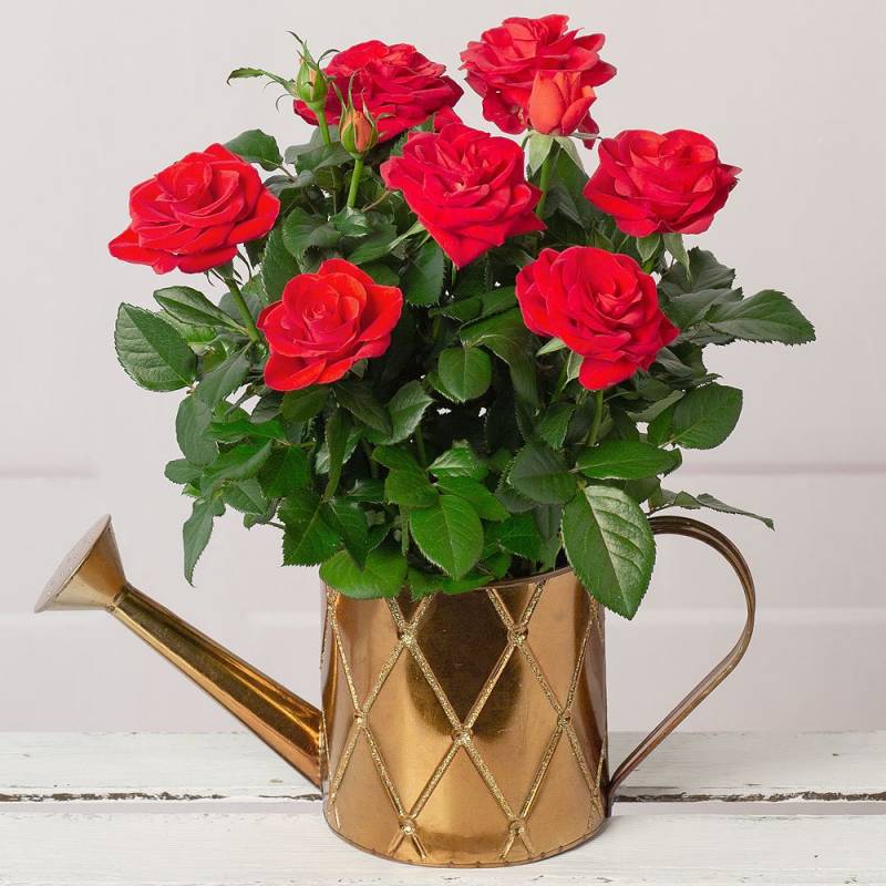 Red Rose in Gold Watering Can