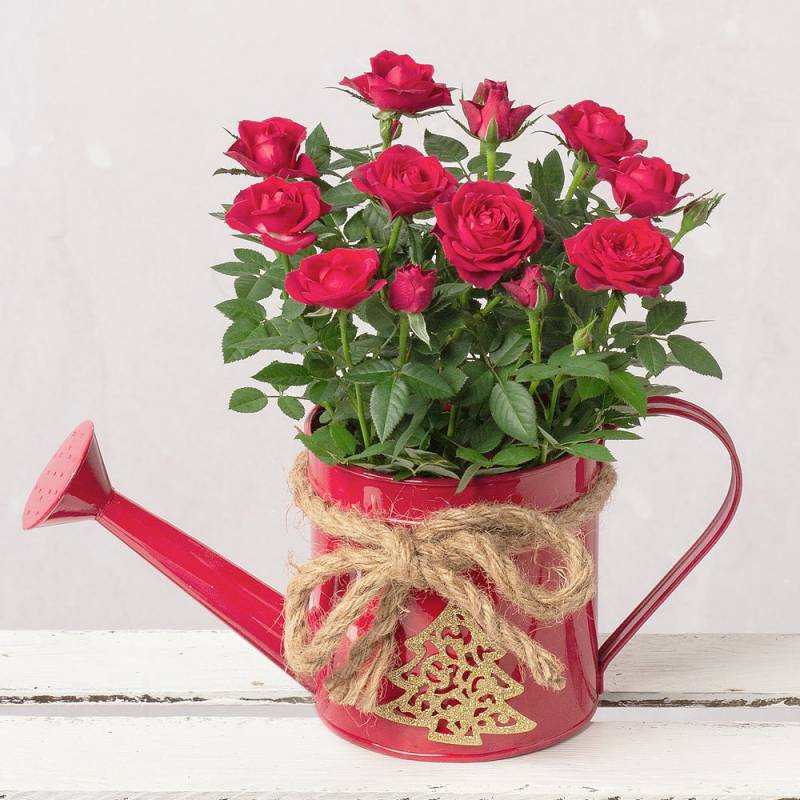 Christmas Rose in Watering Can