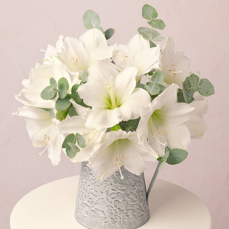 Winter Amaryllis