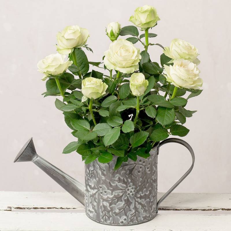 White Rose in Watering Can